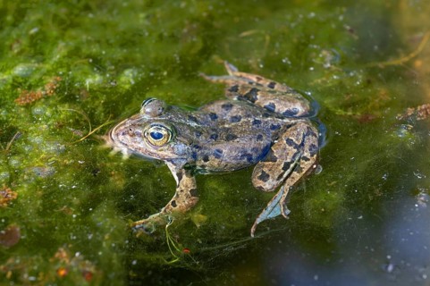 Grass frog (Rana temporaria) in a pond, Erlangen Botanical Garden, Middle Franconia, Bavaria,