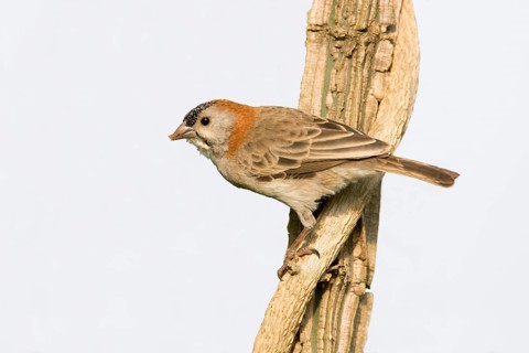 Schuppenkopfweber (Sporopipes frontalis) perched on a branch, Uganda, Africa
