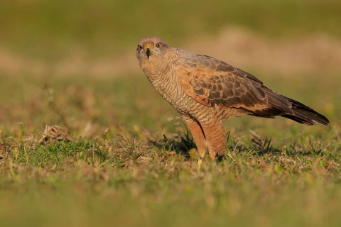 Savanna Hawk (Buteogallus meridionalis) perched on the ground in the Pantanal region of Brazil