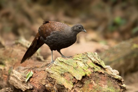 Mountain Peacock-Pheasant (Polyplectron inopinatum) female, Pahang, Malaysia, Asia