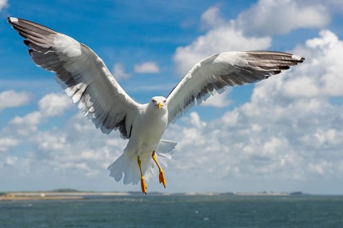 European Herring Gull (Larus argentatus) flying, Texel, Netherlands