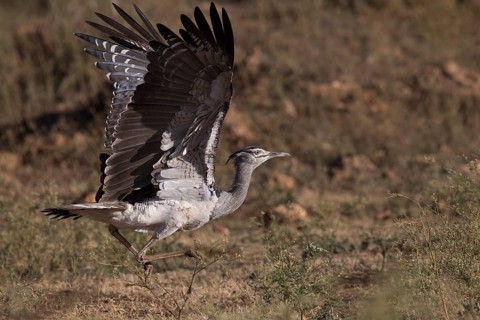 Kori Bustard (Ardeotis kori struthiunculus) male taking flight, Oromia, Ethiopia, Africa