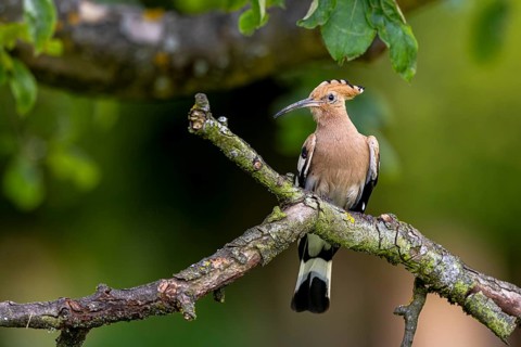Eurasian Hoopoe (Upupa epops) perched on a branch, Carinthia, Austria, Europe