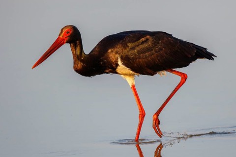 Black Stork (Ciconia nigra) foraging, Lesvos, Greece, Europe