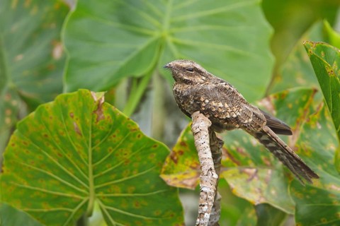 Ladder-tailed Nightjar (Hydropsalis climacocerca) perched on a branch in Ecuador, South America