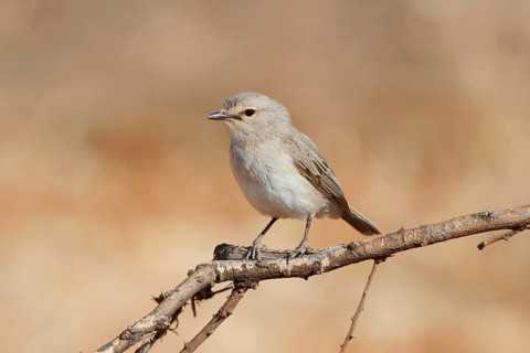 African Grey Flycatcher (Melaenornis microrhynchus), Samburu, Kenya, Africa