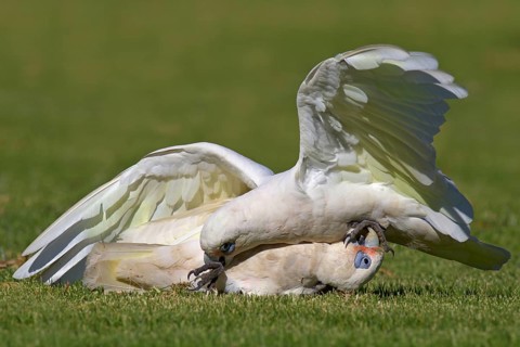 Little Corella (Cacatua sanguinea), Western Australia, Australia, Oceania