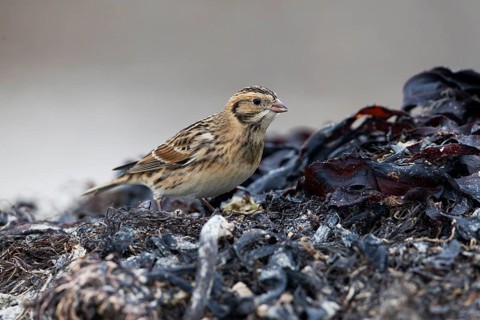 Lapland Longspur (Calcarius lapponicus) foraging at a beach, Schleswig-Holstein, Germany, Europe