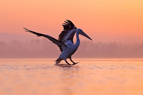 Bird with morning sunrise. Dalmatian pelican, Pelecanus crispus, in Lake Kerkini, Greece. Pelican