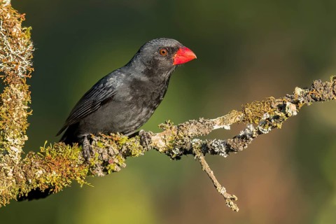 Black-throated Grosbeak (Saltator fuliginosus) perched on a branch in the Atlantic Rainforest of
