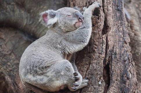 Koala (Phascolarctos Cinereous) resting on a tree, Brisbane, Queensland, Australia, Oceania