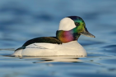 Bufflehead (Bucephala albeola) male, British Columbia, Canada, North America