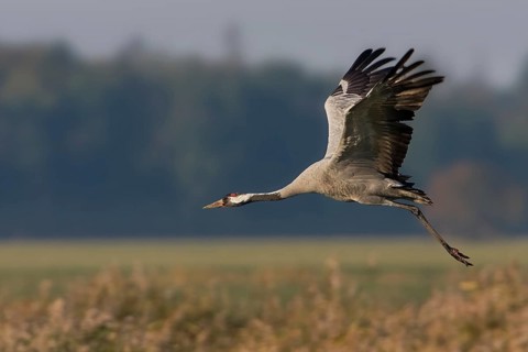 Common Crane (Grus grus) flying, Mecklenburg-Western Pomerania, Germany, Europe
