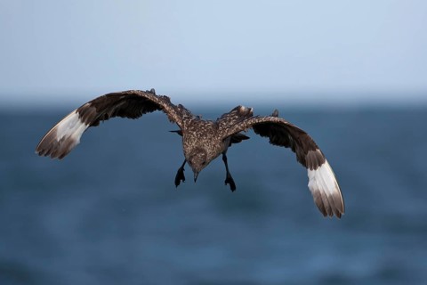 Great Skua (Stercorarius skua) landing, North Sea, Germany, Europe