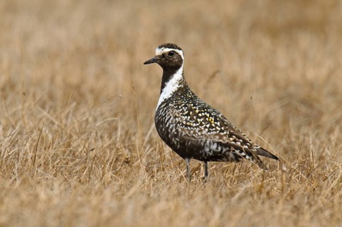 American Golden Plover (Pluvialis dominica), Alaska, USA, North America