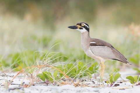 Beach Stone-curlew (Esacus magnirostris) perched on the beach in eastern Australia