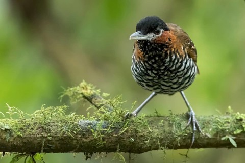Black-crowned Antpitta (Pittasoma michleri) perched on a branch in Panama