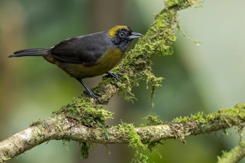 Dusky-faced Tanager (Mitrospingus cassinii) perched on a branch in Panama