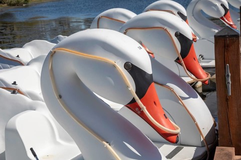 New Orleans, Louisiana - Swan boat rentals on Big Lake in New Orleans City Park