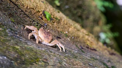 Close-up of a freshwater crab (Potamon potamios) on a moss-covered rock, Butterfly Valley,
