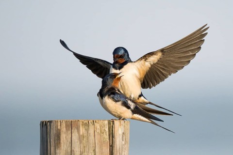 Two barn swallows (Hirundo rustica) mating on a post, male with outstretched wings, Hesse, Germany,