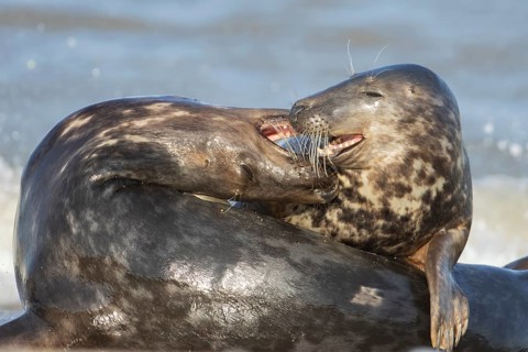 Grey seal (Halichoerus grypus) two adult animals in love courting on a beach, England, United