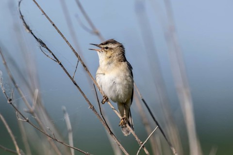 Reed Warbler (Acrocephalus schoenobaerus), Lower Saxony, Germany, Europe