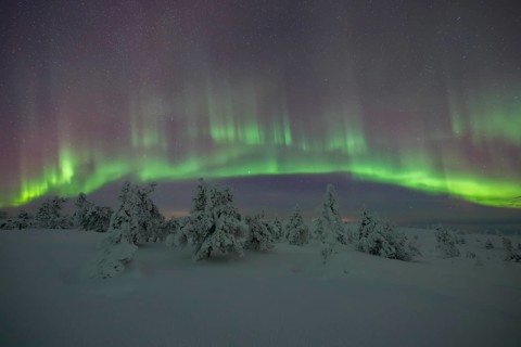 Northern lights over winter landscape, snow-covered trees, Riisitunturi National Park, Posio,