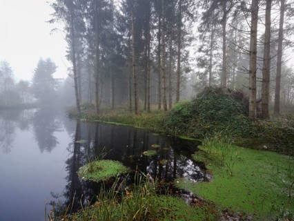 Ballmoos forest reserve, raised bog in the fog, Lieliwald, Lindenberg, Horben, Canton Lucerne,
