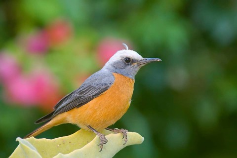 Short-toed Rock Thrush (Monticola brevipes) male, Namibia, Africa