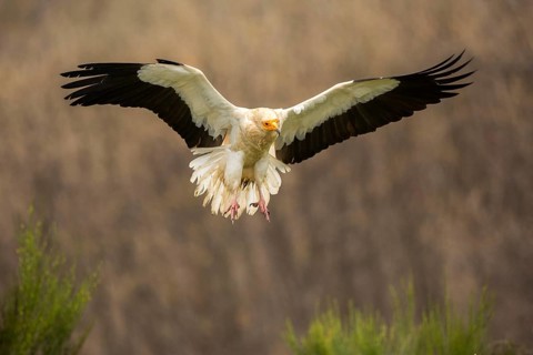 Egyptian Vulture (Neophron percnopterus) flying, Castile and Leon, Spain, Europe