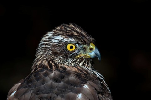 Havik, northern goshawk, Accipiter gentilis
