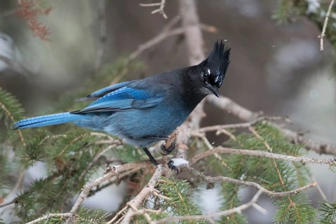 Steller's Jay (Cyanocitta stelleri) perched on a branch, Wyoming, USA, North America