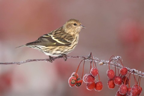 Pine Siskin (Spinus pinus), Ohio, USA, North America