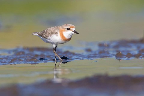 Chestnut-banded Plover (Charadrius pallidus) foraging in the mud, Lake Natron, Tanzania, Africa