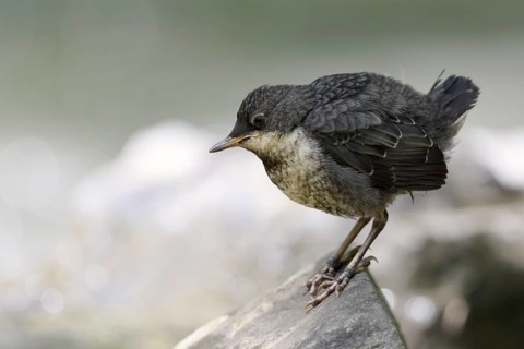 White-throated Dipper (Cinclus cinclus) juvenile foraging, North Rhine-Westphalia, Germany, Europe