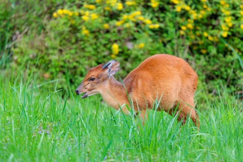 A male Red Forest Duiker (Cephalophus natalensis) stands in a green meadow, eating grass and herbs