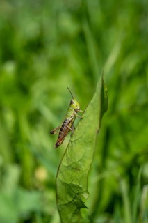 Great green bush cricket (locusta), grasshopper, on a leaf in a meadow, Tyrol, Austria, Europe