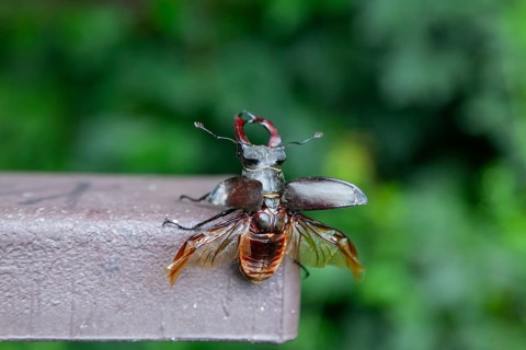 Ready for take-off - stag beetle shortly in front of take-off