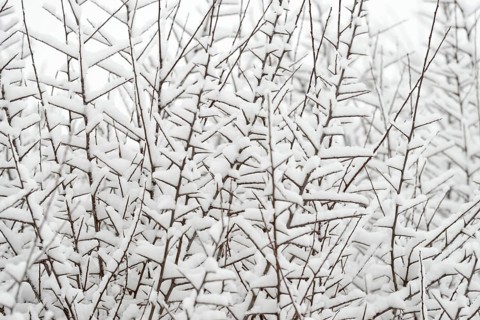 Thorny branches covered with snow, North Rhine-Westphalia, Germany, Europe