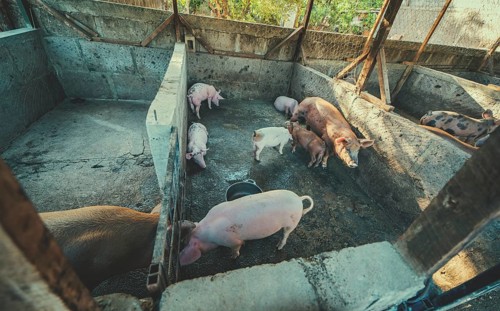 View of beautiful home pigs in a pig farm. Pigs in a home pig farm