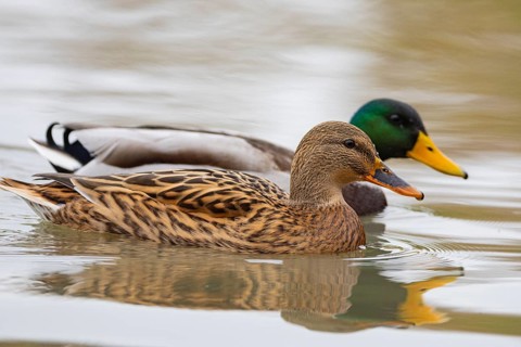 Mallard (Anas platyrhynchos) Pair Germany
