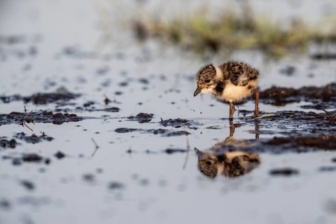 Young lapwing (Vanellus vanellus), Lower Saxony, Germany, Europe