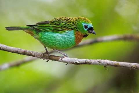 Brassy-breasted Tanager (Tangara desmaresti) perched on a branch in the Atlantic rainforest of
