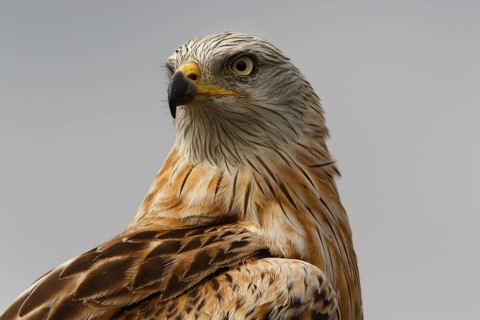 Red Kite (Milvus milvus), portrait, Castile and Leon, Spain, Europe