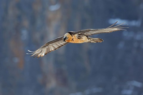 Bearded Vulture (Gypaetus barbatus) flying, Valais, Switzerland, Europe