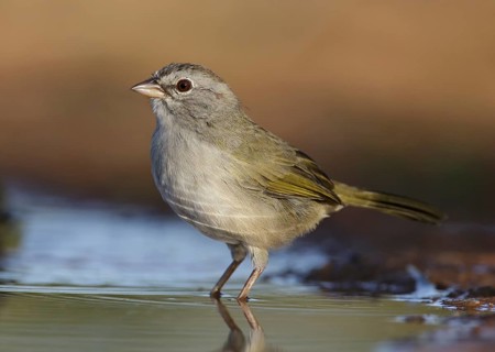 Olive Sparrow (Arremonops rufivirgatus) at water hole, Texas, USA, North America