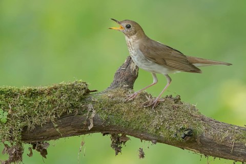 Veery (Catharus fuscescens) singing, perched on a log, Minnesota, USA, North America