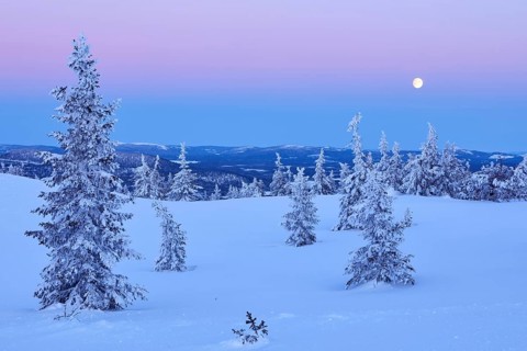 Snow-covered boreal landscape with rising sun at dawn, Sweden, Europe