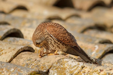 Lesser Kestrel (Falco naumanni), female eating a cricket, Castile-La Mancha, Spain, Europe